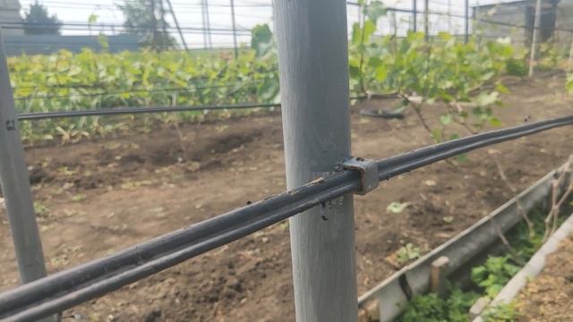 Правильная схема посадки виноградных кустов Устройство шпалеры