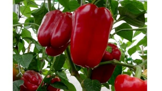 Шестерка самых урожайных и толстостенных перцев - подбираем сорта на новый сезон