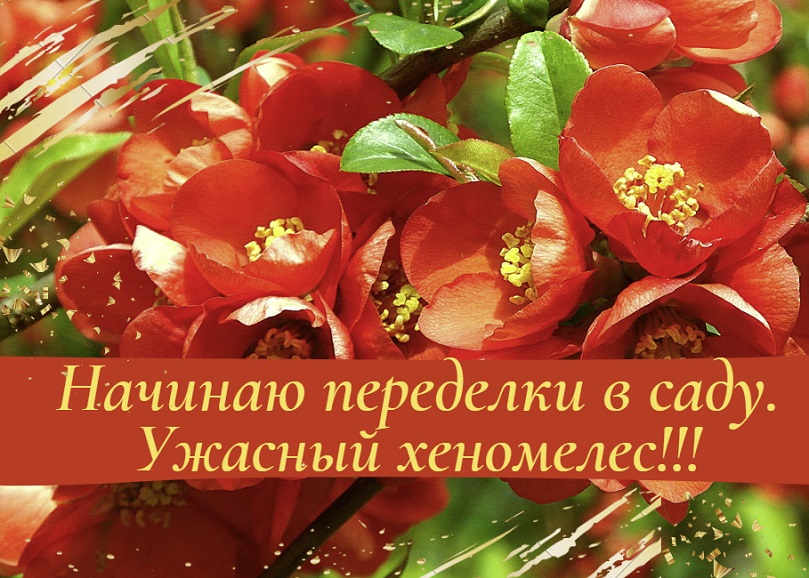 Начинаю переделки в саду. Ужасный хеномелес!
