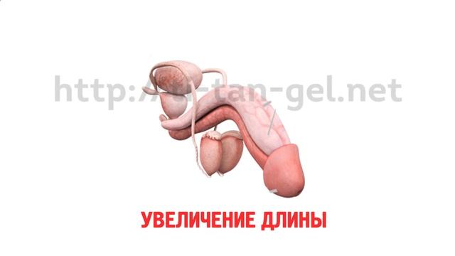 Слабая эрекция лечение1 - https://24kupitevsegda.ru/