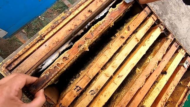 ФОРМИРУЮ ПЧЁЛ В ЗИМУ ОЧЕНЬ ПРОСТО И ПОДРОБНО! СКОЛЬКО РАМОК И МЁДА ОСТАВЛЯТЬ ДЛЯ ЗИМОВКИ? (ЧАСТЬ 2