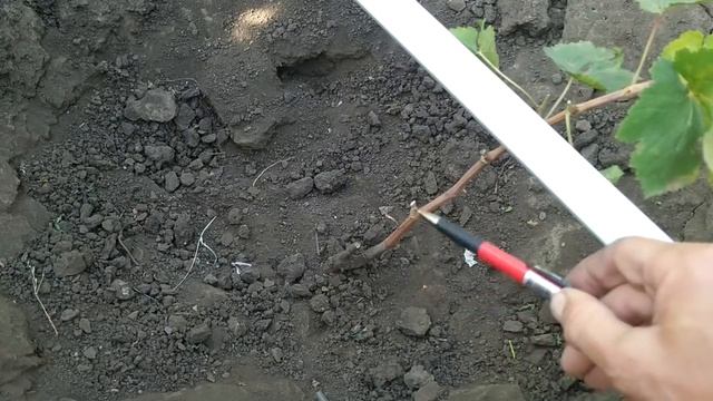 ? Обрезка однолетнего винограда. Часть 1. С чего начать? Основы обрезки и формировки.