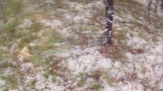 ШОКИРУЮЩЕЕ ВИДЕО!!!
Слабонервных грибников убрать от экранов...