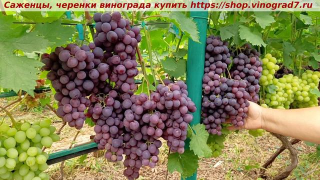 Парад сортов на 27.07.24 года - виноград БАГИРА окрашивание, созревание, характеристики.