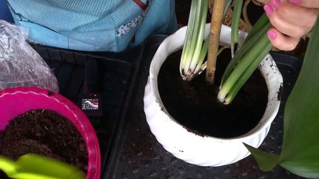 Эухарис неприхотливое комнатное растение. Деление и пересадка луковиц эухариса