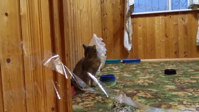 24 ЧАСА ПРАНКОВ НАД КОТОМ КЕВИНОМ И КИСОЙ АРИЕЛОЙ!