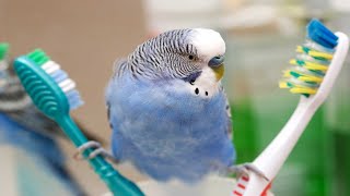 самые смешные попугаи