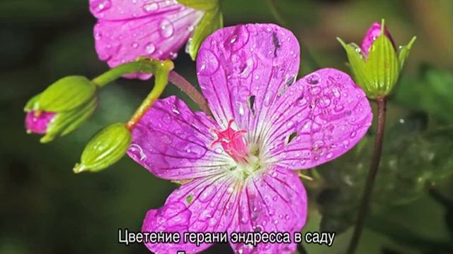 Герань садовая — как сажать на улице