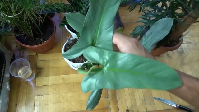 Филодендрон серебряный меч . Размножение, уход. Philodendron hastatum - Silver Sword