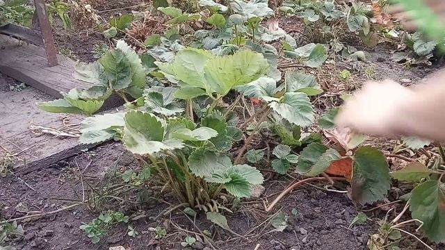 Уход за клубникой осенью, под зиму! Обрезать клубнику осенью или нет?