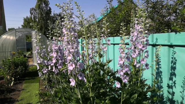 Розы весенней посадки 2024