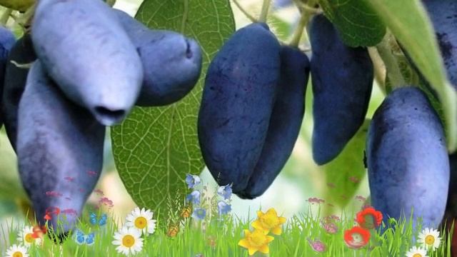 Жимолость съедобная Лебедушка ? Обзор: посадка и уход. саженцы жимолости: описание и особенности