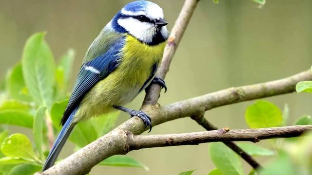 КРАСИВОЕ ПЕНИЕ ЛАЗОРЕВКИ (Cyanistes caeruleus)
