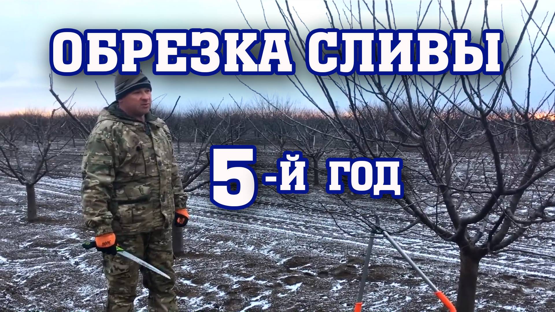 Правильная ОБРЕЗКА СЛИВЫ ⧸ 5-й год после посадки⧸Опытный участок