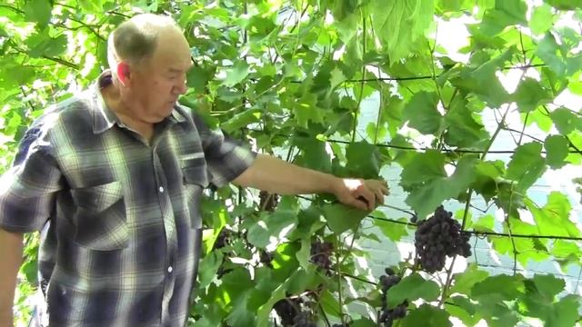ВИНОГРАД ЮПИТЕР (кишмиш из США)