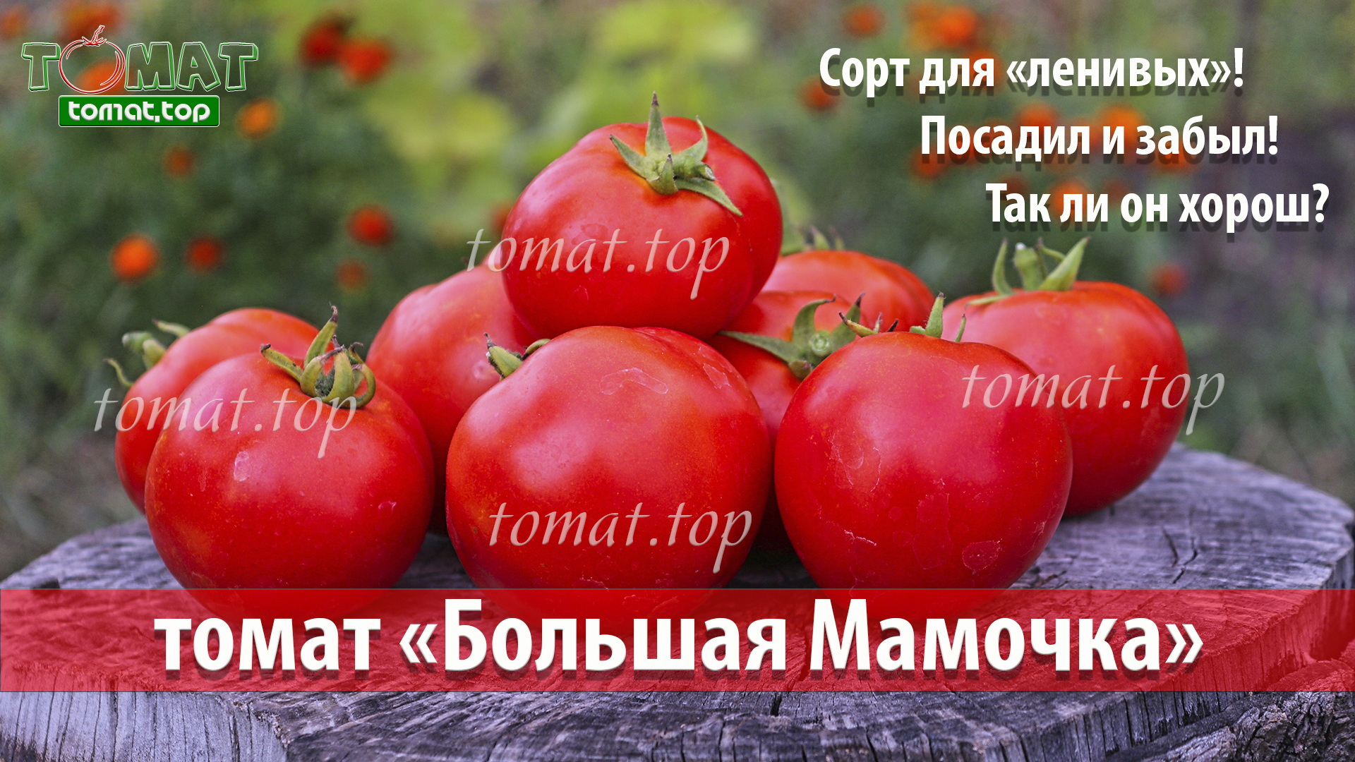 Томат Большая Мамочка. Обзор сорта Большая мамочка. Отзыв о томате Большая Мамочка от фирмы Гавриш