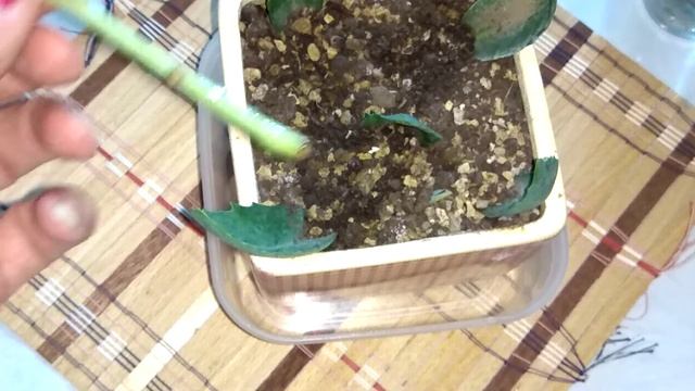 Очиток видный размножение черенками(верхушками). Анализ через две недели