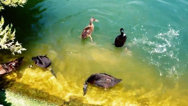 Танец маленьких утят детская песенка | Dance of the little ducklings children's song