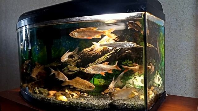 Аквариум с речной рыбой. Часть 9. Уклейка