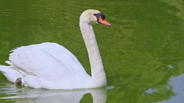 Самая красивая мелодия в мире... Я плакала, когда услышала эту песню! Эту музыку можно слушать вечн