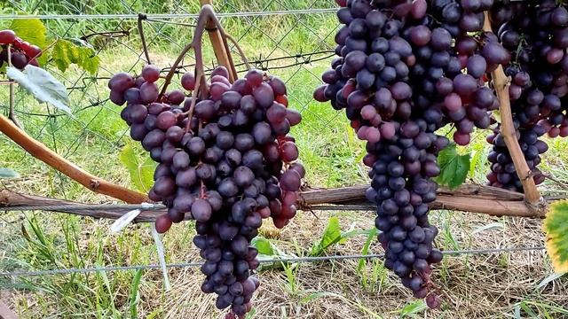 ВИНОГРАД кишмиш ЗАПОРОЖСКИЙ