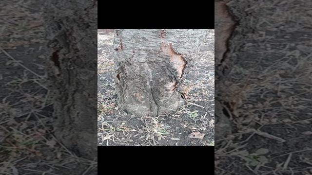 сад и огород