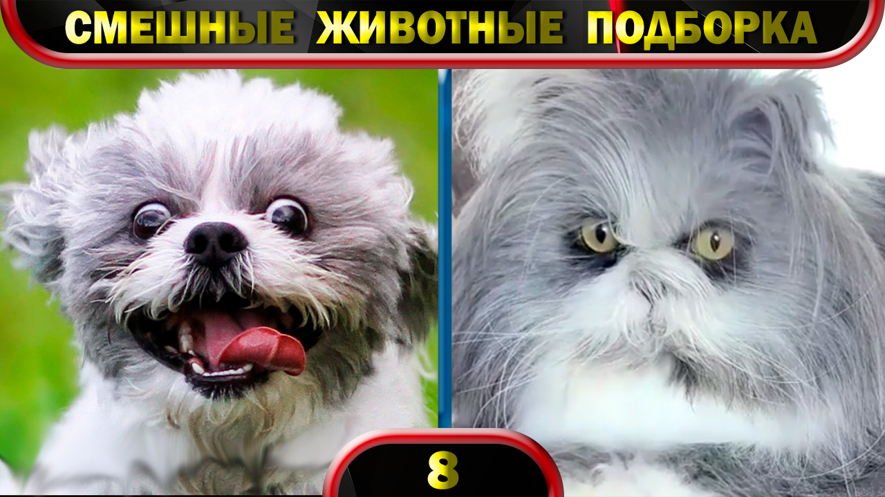 Смешные животные 2022 Февраль ? Кошки ? Собаки ? Funny animals ? Подборка № 8