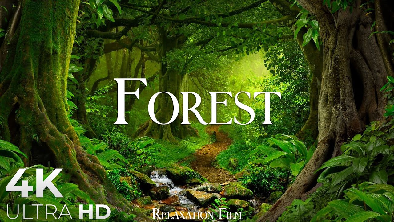 Лес - Расслабляющая музыка и красивые виды Full HD
