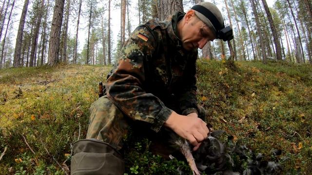 Добыл с помощью собак, но без собак.Ходовая охота с лайками на глухаря.
