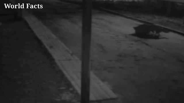ВОЛКИ НАПАДАЮТ НА СОБАК ТОП 10 ВИДЕО