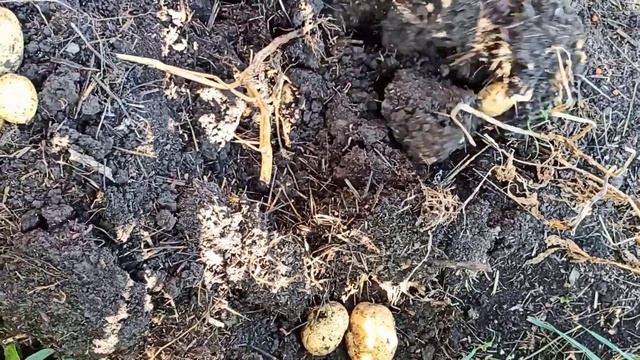 Как мы копали картофель сорт "Коломбо" из миниклубней. Результат получился отличный!!!?