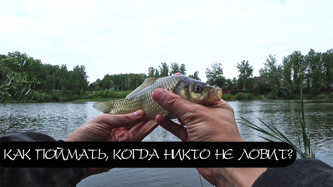 Как замешать моллюски? Карась на тесто.