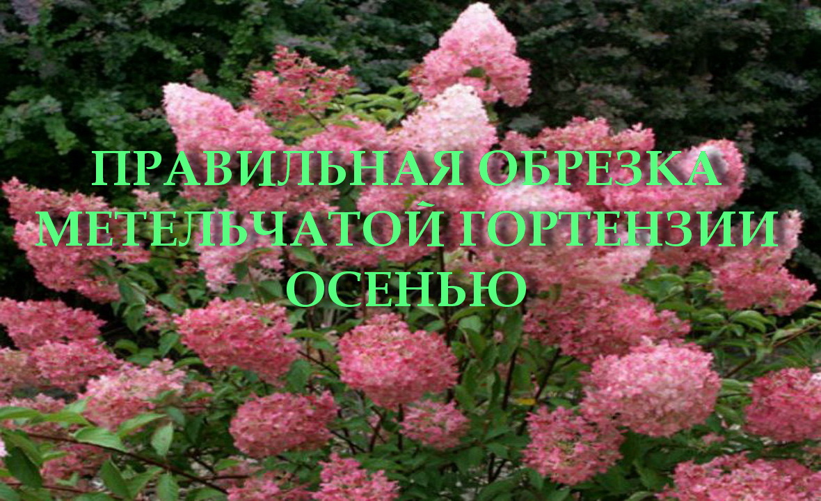 ПРАВИЛЬНАЯ ОБРЕЗКА МЕТЕЛЬЧАТОЙ ГОРТЕНЗИИ ОСЕНЬЮ