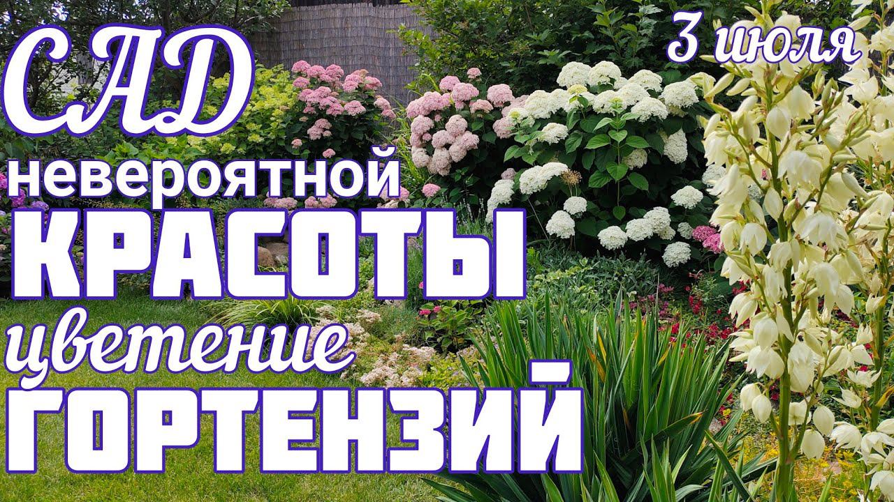 ЦВЕТЕНИЕ древовидных, крупнолистных ГОРТЕНЗИЙ показываю СОРТА + СОВЕТЫ по уходу3 июля.