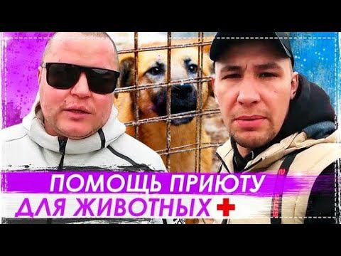Помощь Бедному Приюту Для Животных в г.Шуя