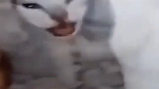 Кот орет мем оригинал
