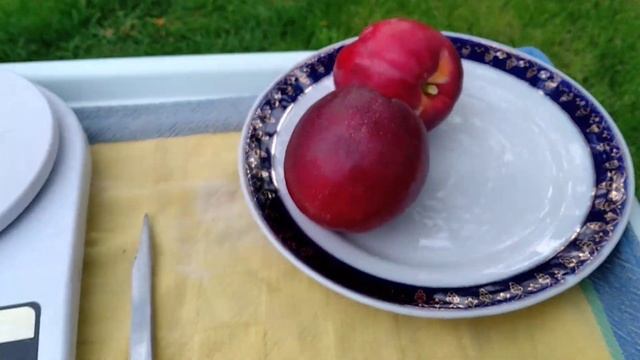 СМОТРЕТЬ ВСЕМ ! НЕКТАРИН РУБИНОВЫЙ  -плоды редкой красоты и вкуса