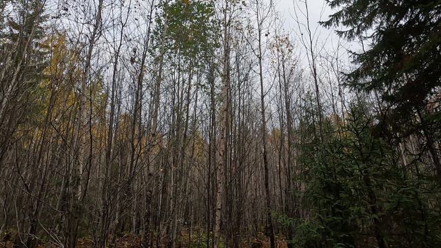Осенняя охота на боровую дичь.