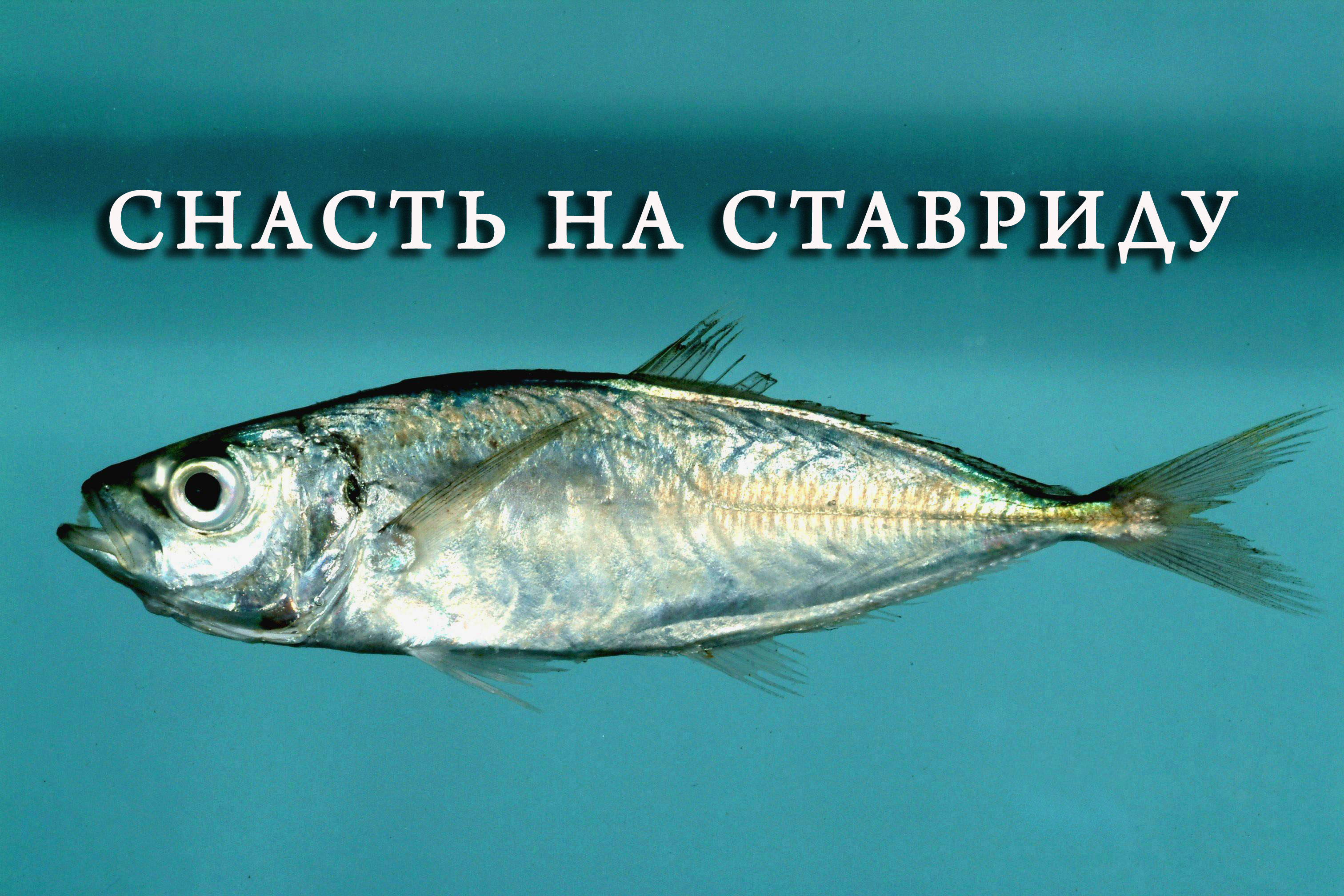 Снасть на ставриду. как правильно связать ставку на ставриду