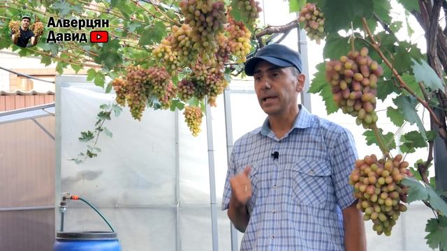 План работ на винограднике в сентябре