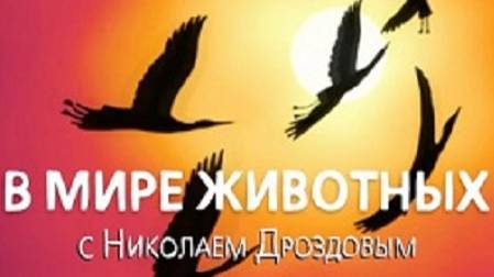 В мире животных с Николаем Дроздовым 2005 г Выпуск - 24