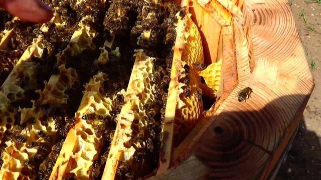 Вопрос к моим подписчикам больным вирусом пчеловодства