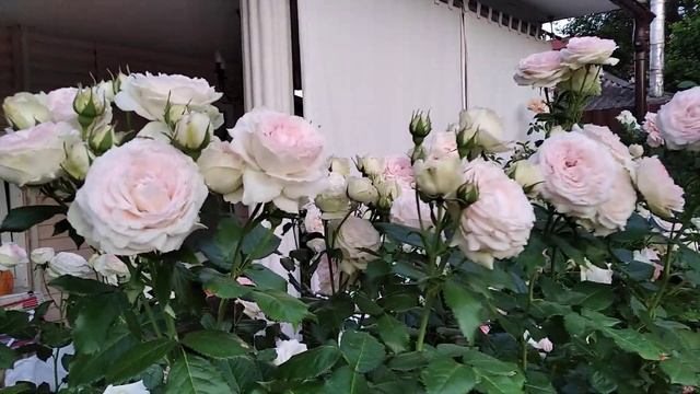 Лучшая роза в моем саду, мой номер один, румяный Pierre de Ronsard (Пьер де Ронсар) или же Eden Ros