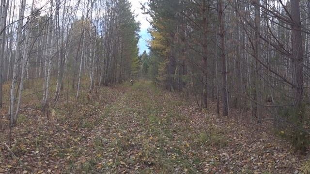 Охота на глухаря. Глухариное место
