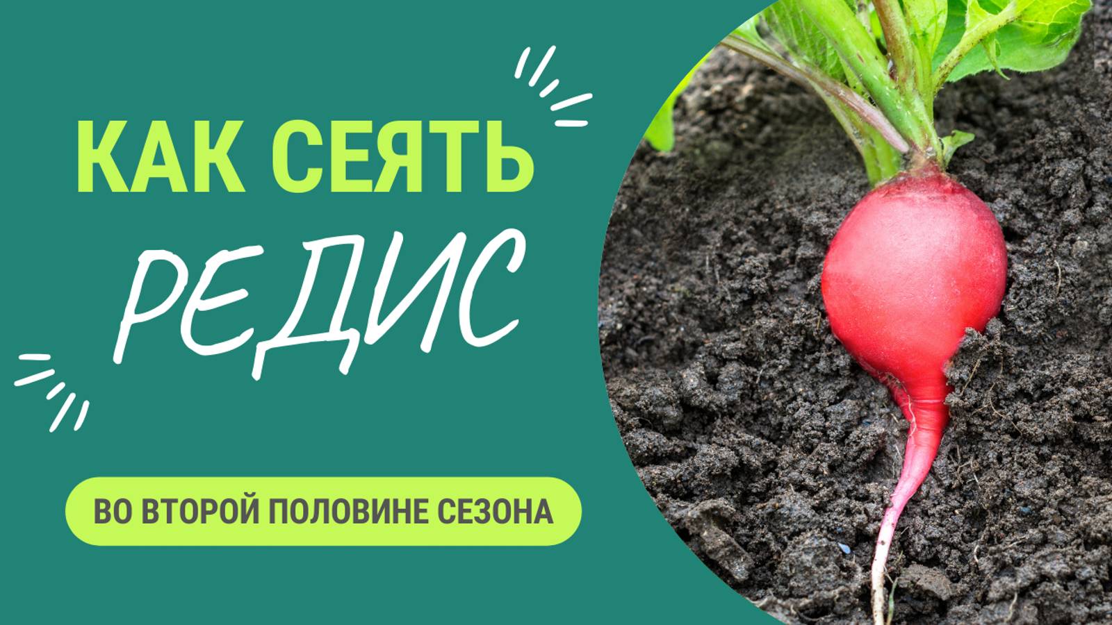 КАК СЕЯТЬ РЕДИС ВО ВТОРОЙ ПОЛОВИНЕ СЕЗОНА?.ЛУЧШИЙ СОРТ