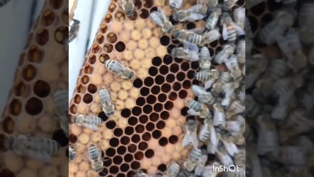 Простейший способ вывода маток