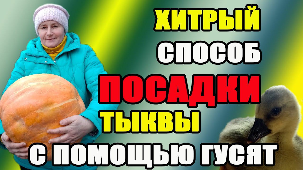 Хитрый способ посадки тыквы с помощью гусят.