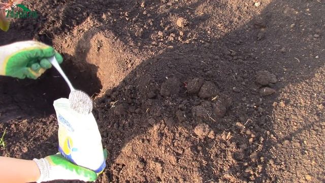 Посадка пузыреплодника калинолистного - 7 дач