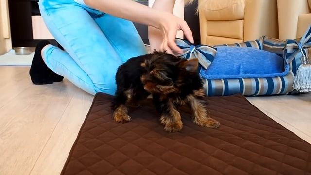 Как приучить щенка к пеленке / Питомник йоркширских терьеров / Щенок йорка