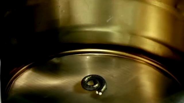 Букашки!!! - Сороконожки ?